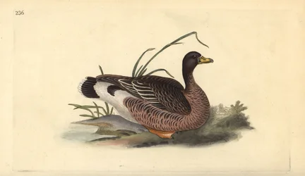 Grauwe gans, Anser anser. Handgekleurde koperplaat getekend en gegraveerd door Edward Donovan uit zijn eigen “Natural History of British Birds,” Londen