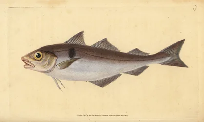 Schelvis, Melanogrammus aeglefinus (Gadus aeglefinus). Kwetsbaar. Handgekleurde koperplaat getekend en gegraveerd door Edward Donovan uit zijn Natural History of British Fishes, Donovan en F.C. en J. Rivington, Londen