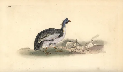 Helmperlhoen, Numida meleagris. Handgekleurde koperplaat getekend en gegraveerd door Edward Donovan uit zijn eigen Natural History of British Birds, Londen