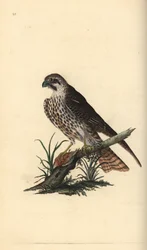 Boomvalk, Falco subbuteo, met één poot op een dode vogel. Handgekleurde koperplaat getekend en gegraveerd door Edward Donovan uit zijn eigen 