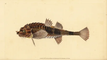 Haakneus, Agonus cataphractus (Pogge of gewapende stierkop, Cottus cataphractus). Handgekleurde kopergravure getekend en gegraveerd door Edward Donovan uit zijn Natural History of British Fishes, Donovan en F.C. en J. Rivington, Londen