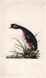 Gehoornde fuut of oorhoornfuut. Podiceps auritus (Colymbus auritus). Kopergravure door Edward Donovan (1768-1837), gepubliceerd in Histoire naturelle des oiseaux britanniques, Londen