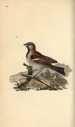 Huismus, Passer domesticus