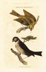 Japanse geelgors, Emberiza sulphurata, en grauwe gors, Emberiza calandra