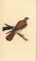 Torenvalk, Falco tinnunculus, vrouwtje
