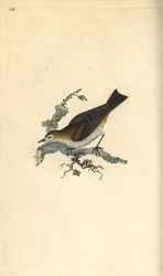 Kleine karekiet, Hippolais icterina