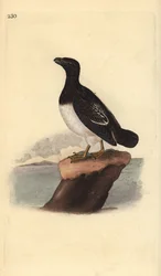 Kleine alk (vrouwtje), Alle alle. Handgekleurde koperplaat getekend en gegraveerd door Edward Donovan uit zijn eigen Natural History of British Birds, Londen