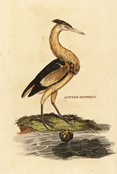 Woudaap, Ixobrychus minutus