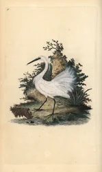 Kleine zilverreiger, Egreta garzetta. Handgekleurde koperplaat getekend en gegraveerd door Edward Donovan uit zijn eigen “Natural History of British Birds,” Londen