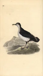 Noordse pijlstormvogel, Puffinus puffinus