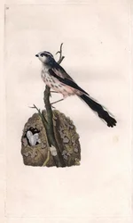 Staartmees. Aegithalos caudatus. Kopergravure door Edward Donovan (1768-1837), gepubliceerd in Histoire naturelle des oiseaux britanniques, Londen
