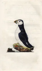 Monnikspuffin. Fratercula arctica (Alca arctica). Kopergravure door Edward Donovan (1768-1837), gepubliceerd in Histoire naturelle des oiseaux britanniques, Londen