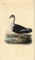 Muskuseend (variant), Cairina moschata. Handgekleurde koperplaat getekend en gegraveerd door Edward Donovan uit zijn Natural History of British Birds, Londen