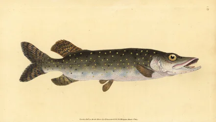 Noordelijke snoek, Esox lucius. Handgekleurde kopergravure getekend en gegraveerd door Edward Donovan uit zijn Natural History of British Fishes, Donovan en F.C. en J. Rivington, Londen