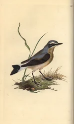 Tapuit, Oenanthe oenanthe