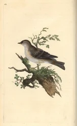 Orpheusgrasmus, Sylvia hydrtensis, of grote grasmus. Handgekleurde koperplaat getekend en gegraveerd door Edward Donovan uit zijn eigen Natural History of British Birds, Londen