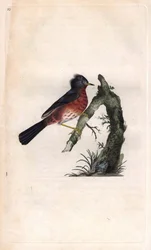 Pitchou warf. Sylvia undata (Sylvia dartfordiensis). Kopergravure door Edward Donovan, gepubliceerd in Histoire naturelle des oiseaux britanniques, Londen