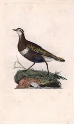 Morinelplevier. Eudromias morinellus (Charadrius morinellus)