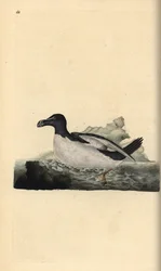 Alk, Alca torda. Handgekleurde koperplaat getekend en gegraveerd door Edward Donovan uit zijn eigen Natural History of British Birds, Londen