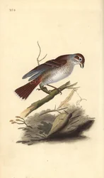 Grauwe klauwier (vrouwelijk), Lanius collurio