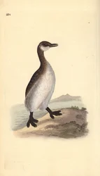 Roodhalsfuut (vrouwelijk), Podiceps grisegena