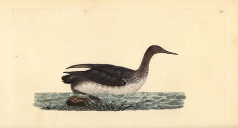 Roodkeelduiker, Gavia stellata. Handgekleurde koperplaat getekend en gegraveerd door Edward Donovan uit zijn eigen “Natural History of British Birds,” Londen