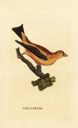 Kruisbek, Loxia curvirostra