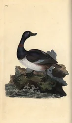 Ringnek eend, Aythya collaris. Handgekleurde koperplaat getekend en gegraveerd door Edward Donovan uit zijn Natural History of British Birds, Londen