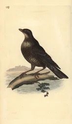 Beflijster (vrouwelijk), Turdus torquatus