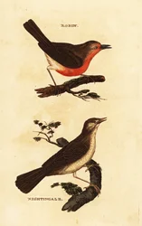 Roodborstje, Erithacus rubecula, en nachtegaal, Luscinia megarhynchos