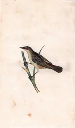 Rietzanger. Acrocephalus schoenobaenus (Motacilla salicaria). Kopergravure door Edward Donovan (1768-1837), gepubliceerd in Histoire naturelle des oiseaux britanniques, Londen