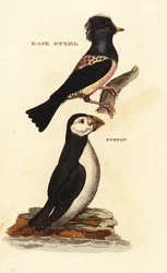 Roze spreeuw, Pastor roseus, en papegaaiduiker, Fratercula arctica