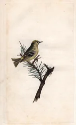 Goudhaan, Regulus regulus