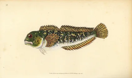 Snotolf, Lipophrys pholis