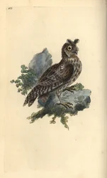 Kleine getekende of Siberische ooruil, Strix pulchella. (Dwergooruil, Otus scops?) Handgekleurde koperplaat getekend en gegraveerd door Edward Donovan uit zijn eigen Natural History of British Birds, Londen