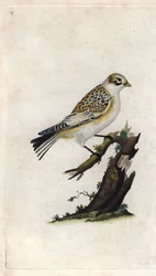 Sneeuwgors. Plectrophenax nivalis (Emberiza nivalis). Kopergravure door Edward Donovan (1768-1837), gepubliceerd in Histoire naturelle des oiseaux britanniques, Londen