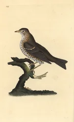 Zanglijster, Turdus philomelos. Handgekleurde kopergravure getekend en gegraveerd door Edward Donovan uit zijn Natural History of British Birds, Londen