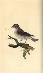 Grauwe vliegenvanger, Muscicapa striata