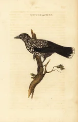 Notenkraker, Nucifraga caryocatactes
