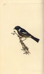 Roodborsttapuit, Saxicola rubicola. Handgekleurde kopergravure getekend en gegraveerd door Edward Donovan uit zijn Natural History of British Birds, Londen