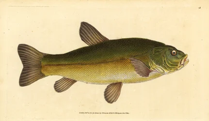 Zeelt, Tinca tinca. Handgekleurde kopergravure getekend en gegraveerd door Edward Donovan uit zijn Natural History of British Fishes, Donovan en F.C. en J. Rivington, Londen