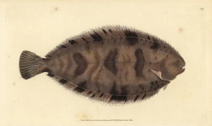 Dikrug schol, Microchirus variegatus (Bonte schol, Pleuronectes variegatus)