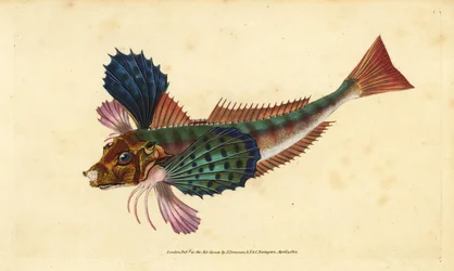 Knorhaan, Chelidonichthys lucerna. Handgekleurde kopergravure getekend en gegraveerd door Edward Donovan uit zijn Natural History of British Fishes, Donovan en F.C. en J. Rivington, Londen
