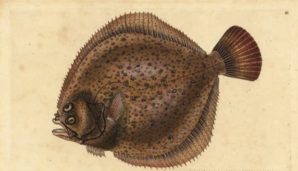 Tarbot, Scophthalmus maximus (Pleuronectes maximus). Handgekleurde koperplaat getekend en gegraveerd door Edward Donovan uit zijn Natural History of British Fishes, Donovan en F.C. en J. Rivington, Londen