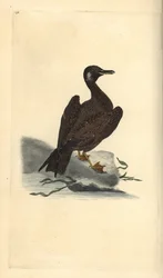 Jonge grote mantelmeeuw, Larus marinus. Handgekleurde kopergravure getekend en gegraveerd door Edward Donovan uit zijn Natural History of British Birds, Londen