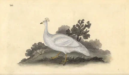 Witte kuifpauw (vrouwelijk), Pavo cristatus. Handgekleurde koperplaat getekend en gegraveerd door Edward Donovan uit zijn eigen Natural History of British Birds, Londen