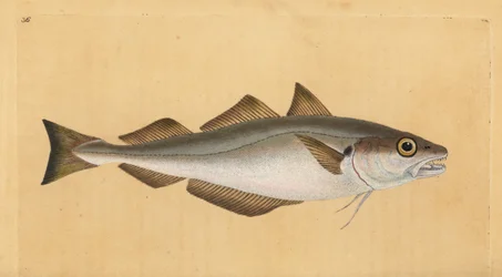 Wijting, Merlangius merlangus (Gadus merlangus). Handgekleurde koperplaat getekend en gegraveerd door Edward Donovan uit zijn Natural History of British Fishes, Donovan en F.C. en J. Rivington, Londen