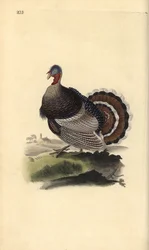 Wilde kalkoen, Meleagris gallopavo. Handgekleurde koperplaat getekend en gegraveerd door Edward Donovan uit zijn eigen Natural History of British Birds, Londen