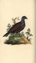 Auerhoen, Tetrao urogallus. Handgekleurde koperplaat getekend en gegraveerd door Edward Donovan uit zijn eigen Natural History of British Birds, Londen