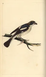 Roodkopklauwier, Lanius senator. Handgekleurde koperplaat getekend en gegraveerd door Edward Donovan uit zijn eigen Natural History of British Birds, Londen
